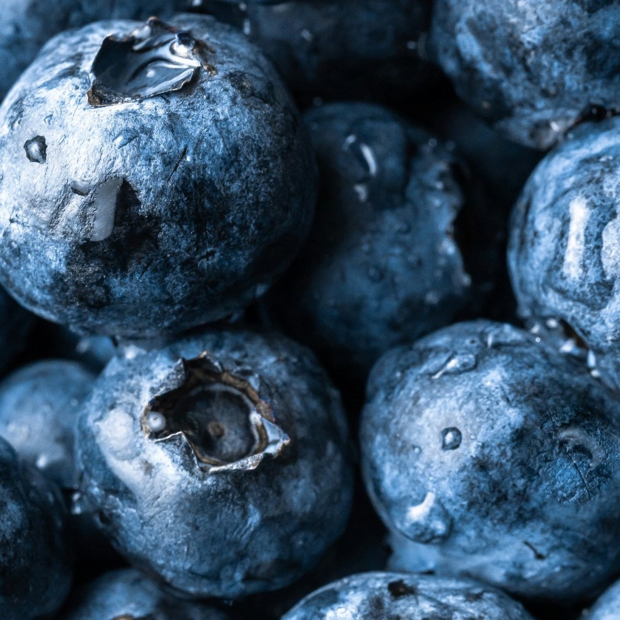 <b>CAN DOGS EAT BLUEBERRIES?</b><br><br>Everything you need to know about introducing blueberries into your dog&rsquo;s diet&hellip;</br>